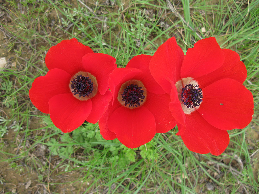 Изображение особи Anemone coronaria.