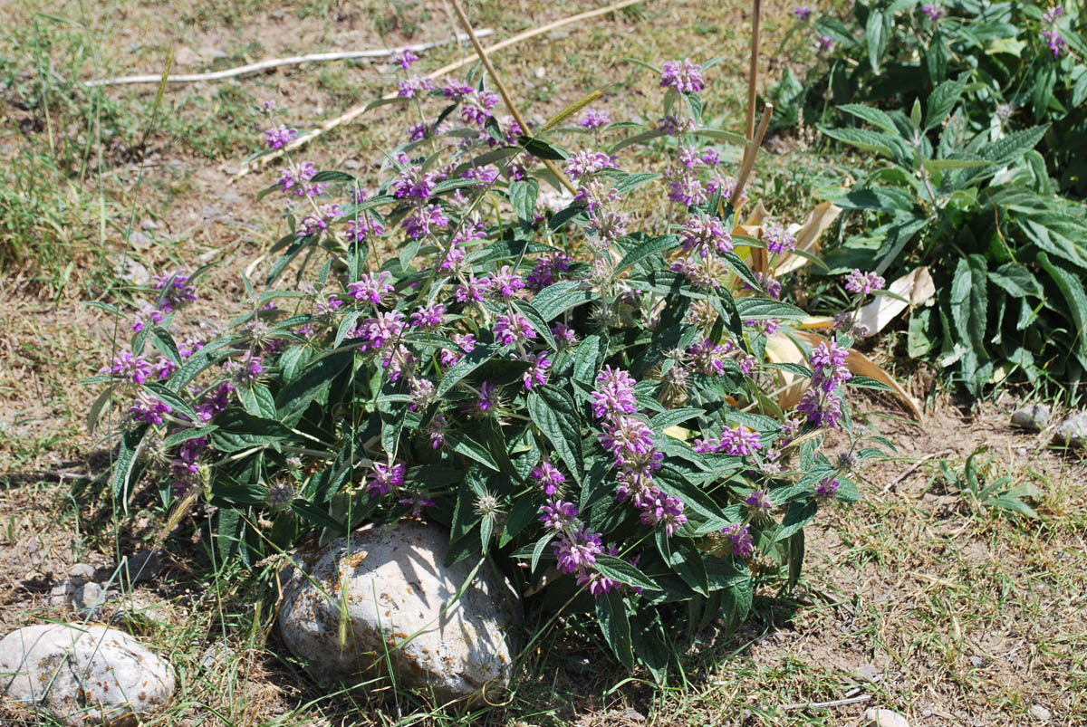 Изображение особи Phlomis regelii.