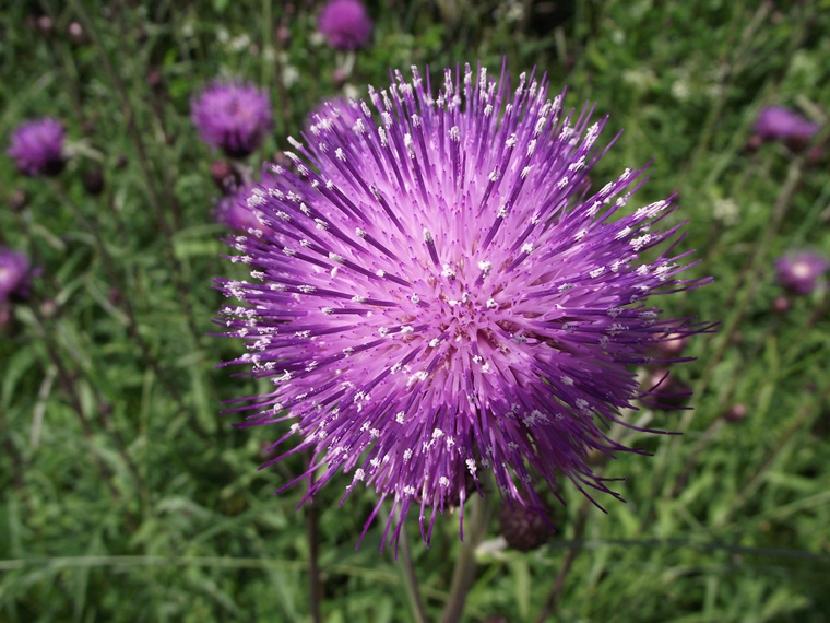 Image of Cirsium heterophyllum specimen.