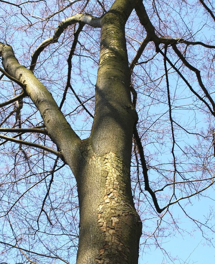 Image of Zelkova serrata specimen.