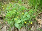 Смотреть изображение Potentilla freyniana