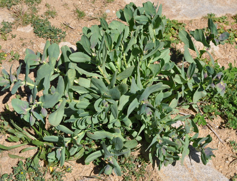 Image of Cerinthe minor specimen.