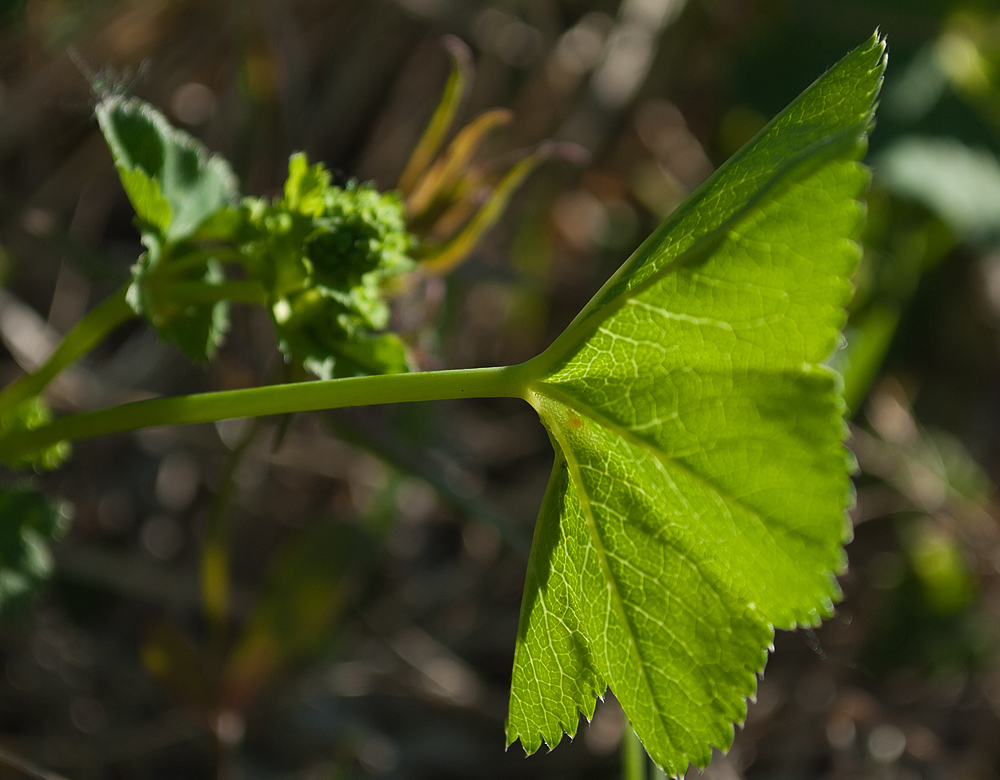 Image of Alchemilla glabricaulis specimen.