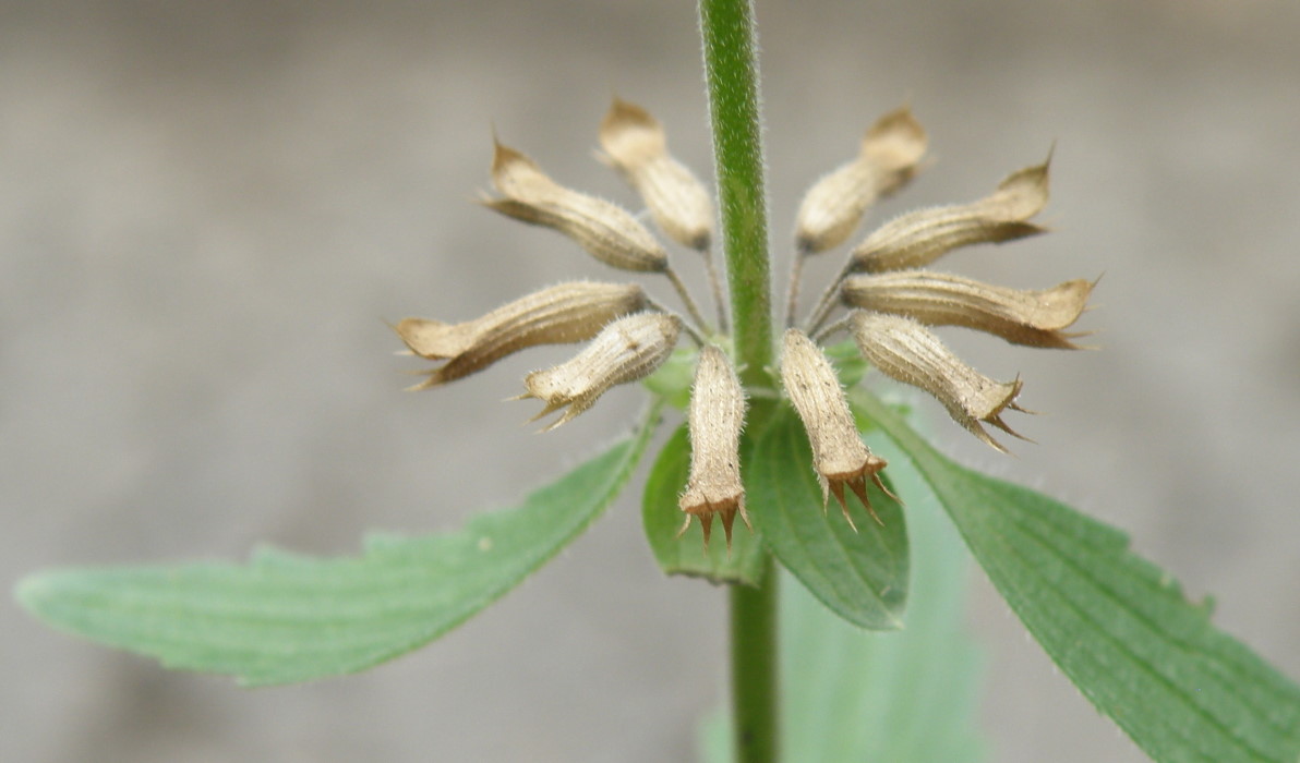 Image of Dracocephalum thymiflorum specimen.