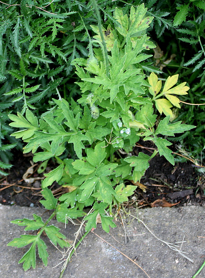 Image of Papaver cambricum specimen.