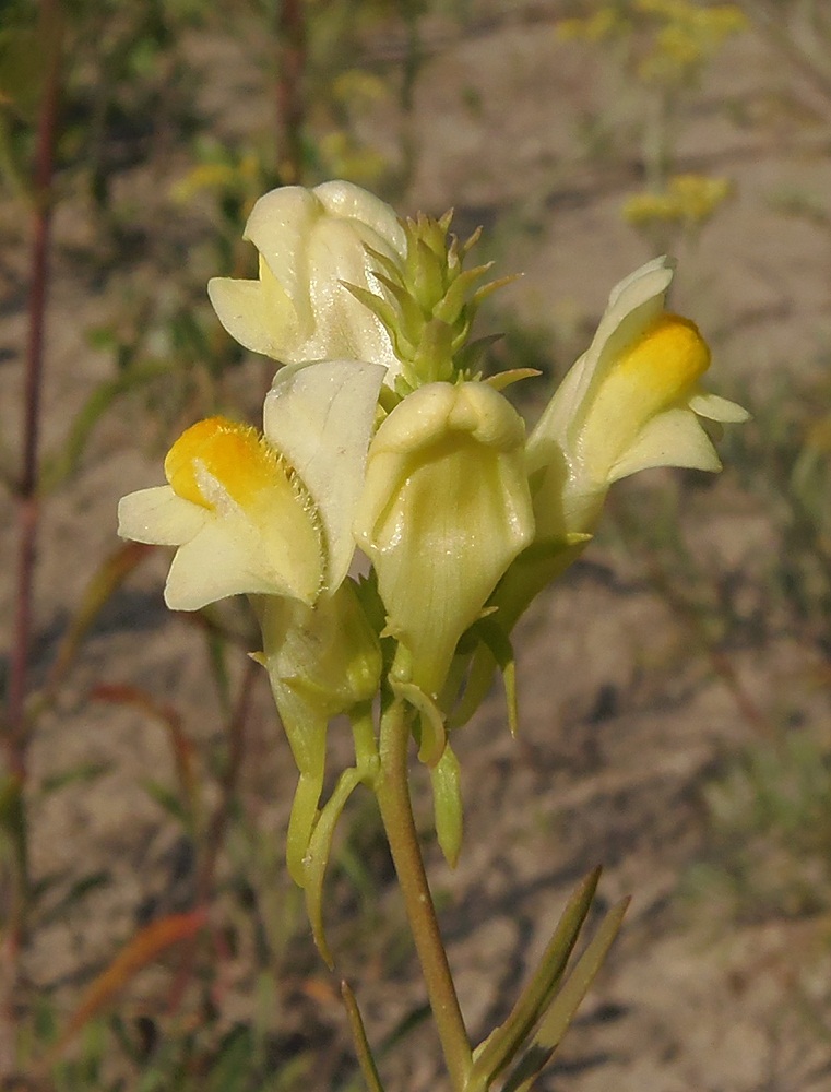 Изображение особи Linaria biebersteinii.