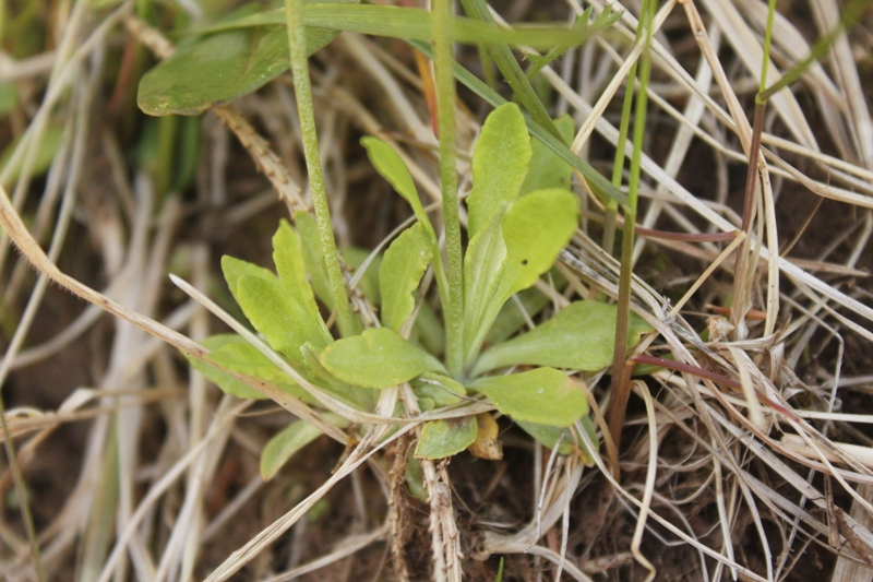 Image of Primula farinosa specimen.