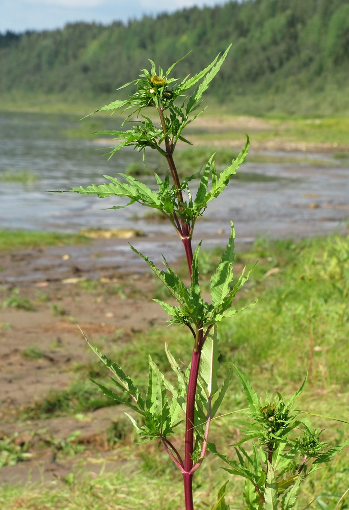 Image of Bidens radiata specimen.