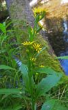 Solidago subspecies lapponica