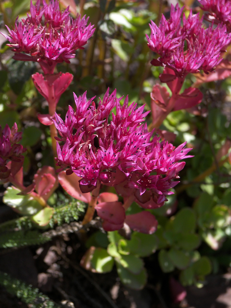 Image of Sedum spurium specimen.