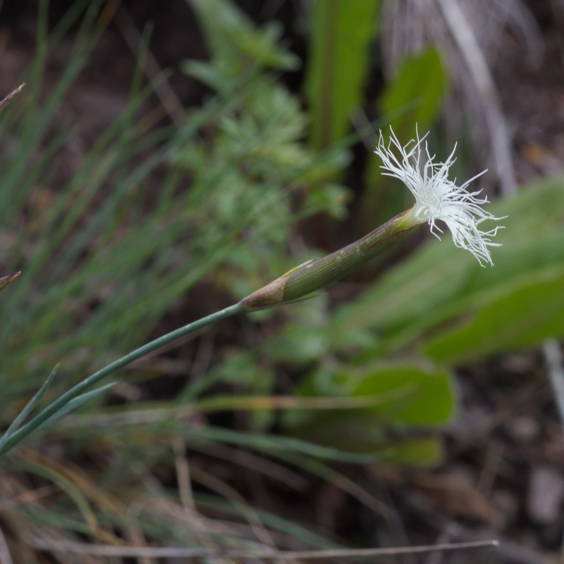 Image of Dianthus kuschakewiczii specimen.