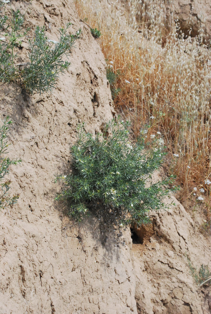 Image of Peganum harmala specimen.