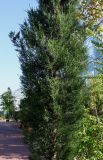 Cupressus sempervirens. Средняя часть кроны взрослого растения. Германия, г. Дюссельдорф, Ботанический сад университета. 04.09.2013.