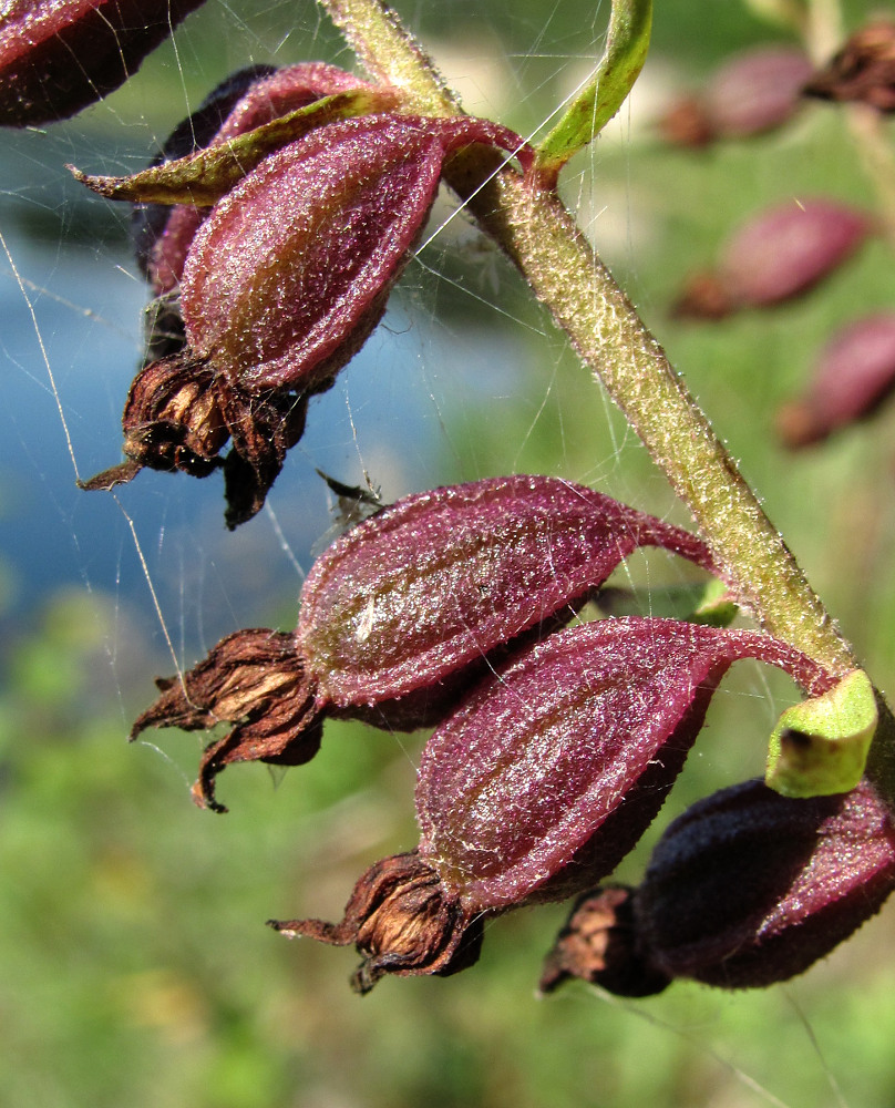 Изображение особи Epipactis atrorubens.