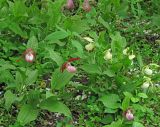 Cypripedium × ventricosum. Цветущие растения. Владивосток, Ботанический сад-институт ДВО РАН. 8 июня 2013 г.