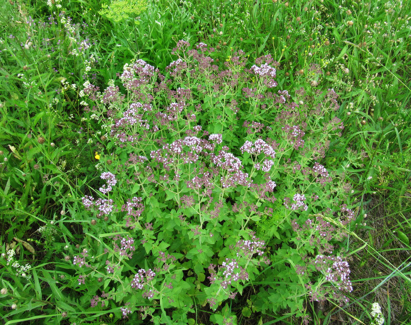 Image of Origanum vulgare specimen.