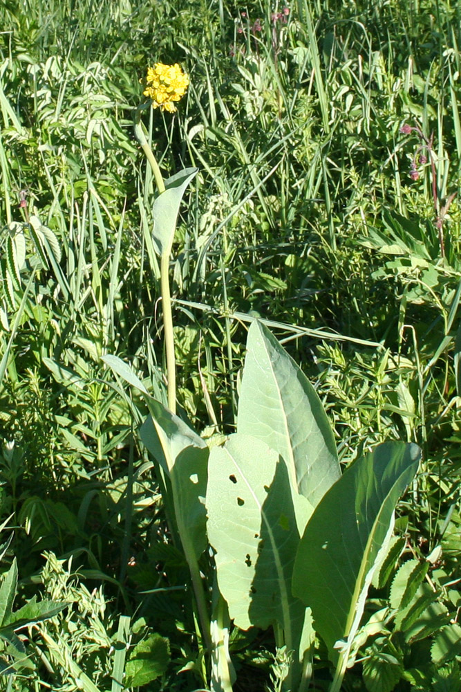 Изображение особи Ligularia altaica.