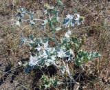 Eryngium maritimum. Цветущее растение. Черногория, окр. г. Ульцинь, песчаный пляж. 08.07.2011.