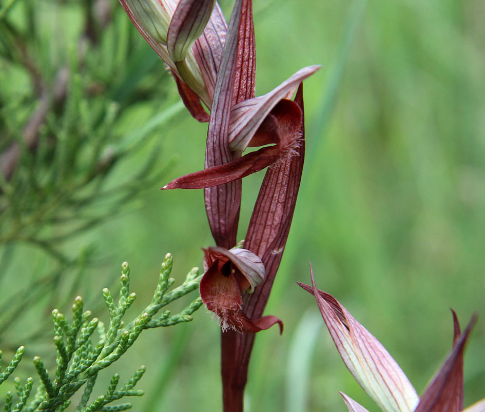 Image of Serapias bergonii specimen.