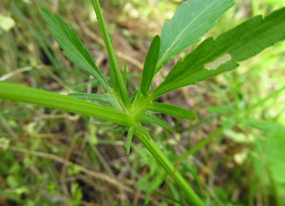 Image of Viola matutina specimen.