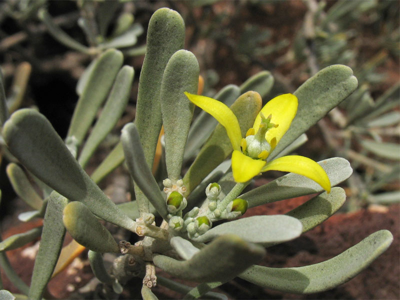 Image of Neochamaelea pulverulenta specimen.