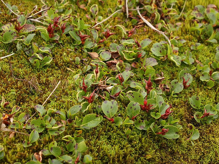 Image of Salix herbacea specimen.