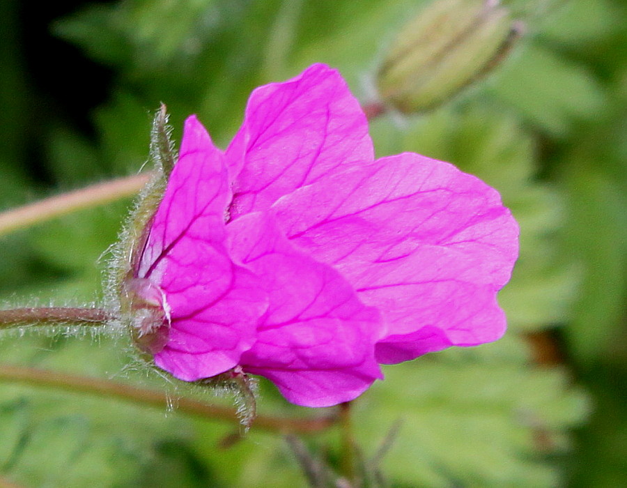 Image of Erodium cicutarium specimen.