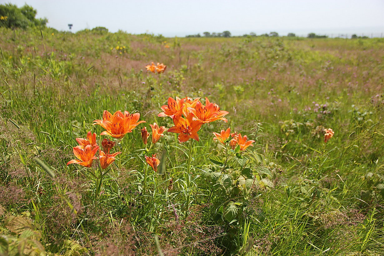 Image of Lilium pensylvanicum specimen.