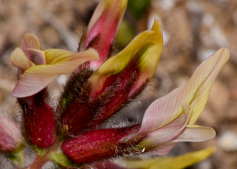 Image of Astragalus berytheus specimen.