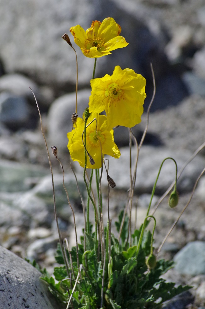 Image of Papaver croceum specimen.