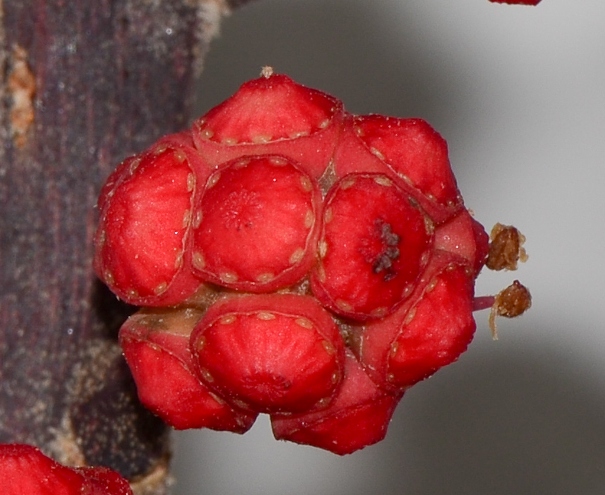 Image of Heptapleurum actinophyllum specimen.