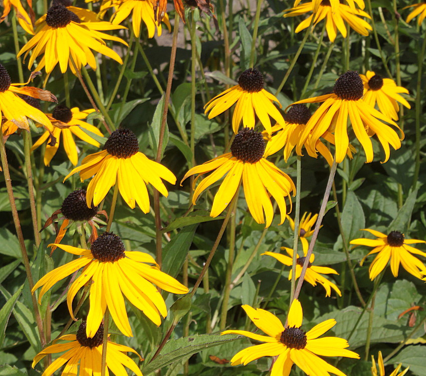 Image of Rudbeckia fulgida specimen.