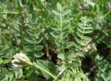 Astragalus danicus