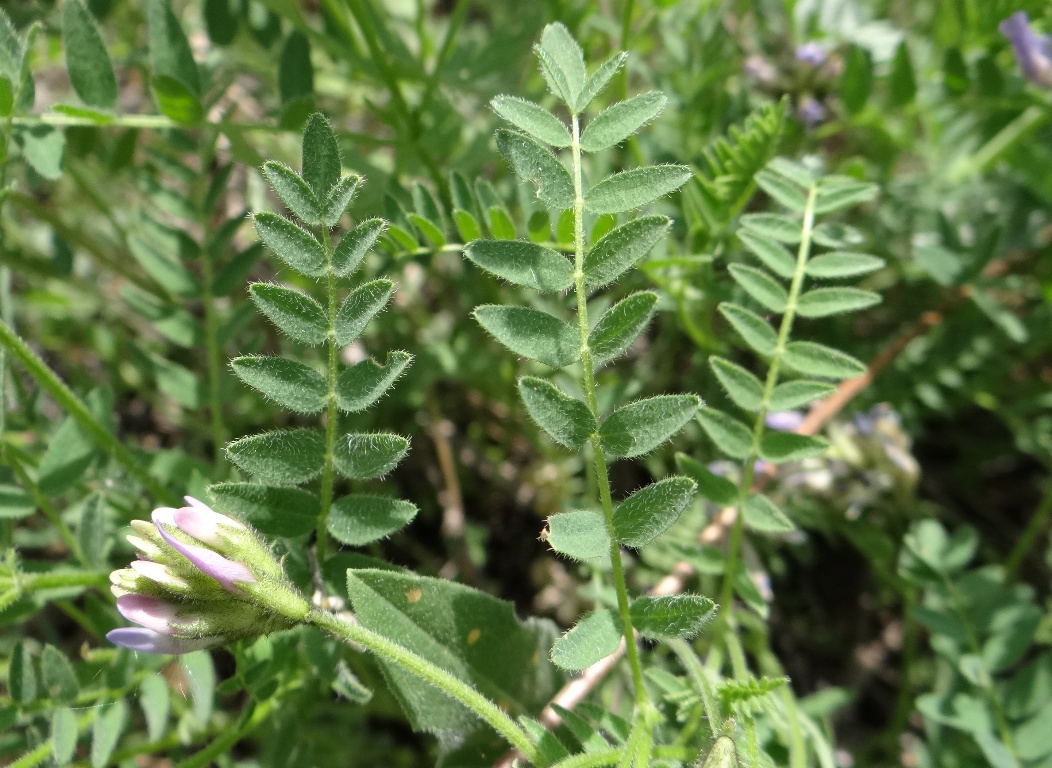 Image of Astragalus danicus specimen.