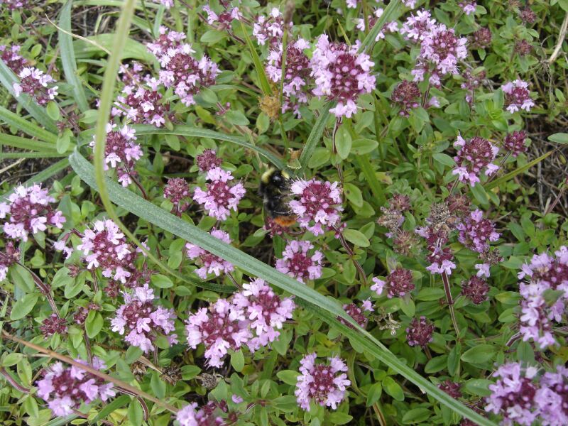 Изображение особи Thymus ovatus.