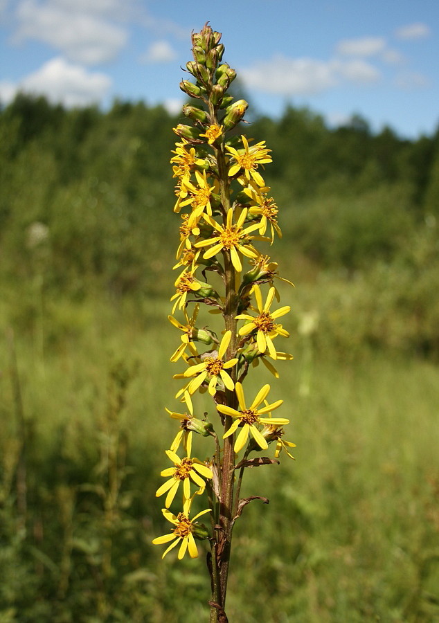 Image of Ligularia sibirica specimen.