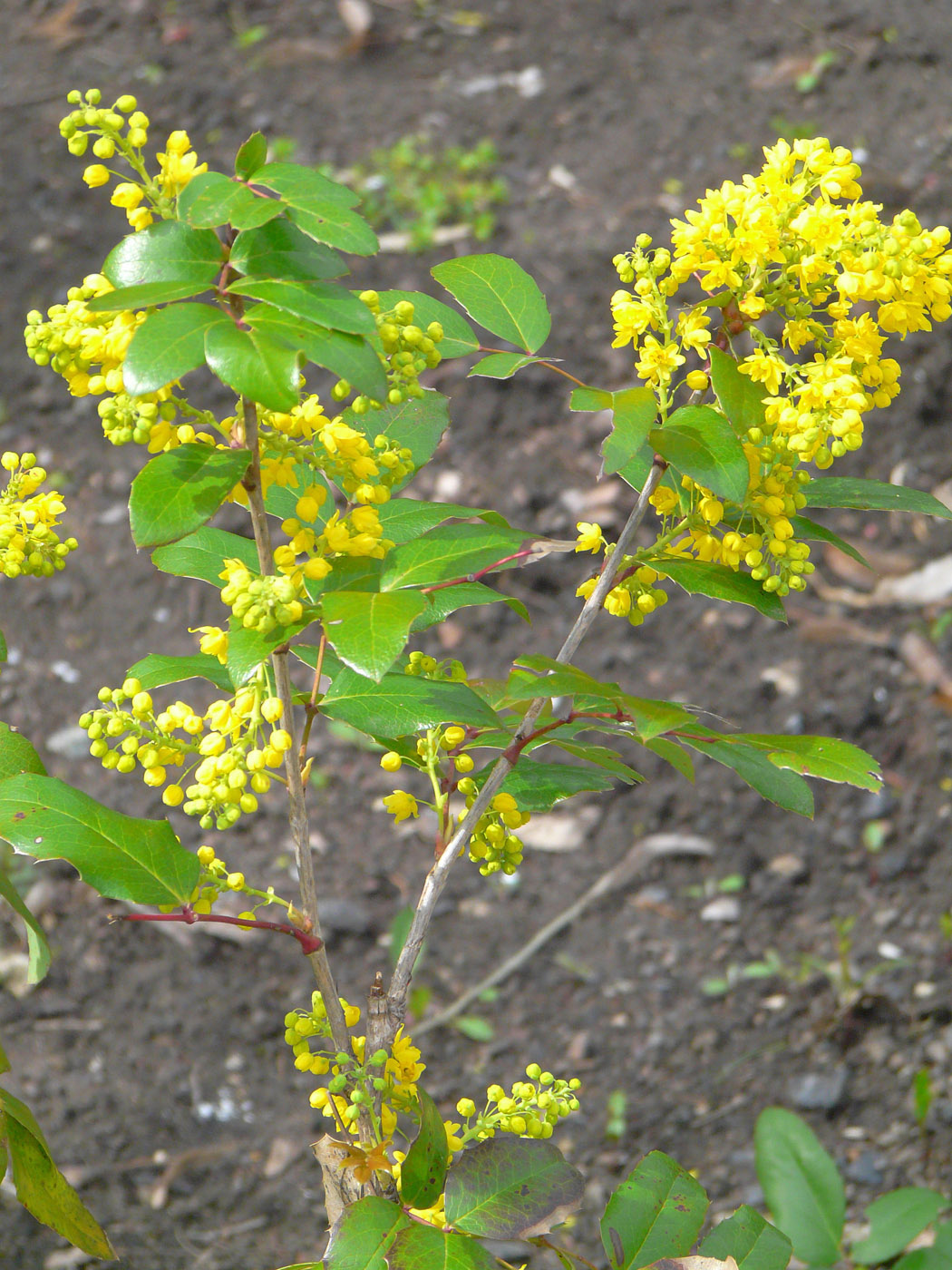 Image of Mahonia aquifolium specimen.