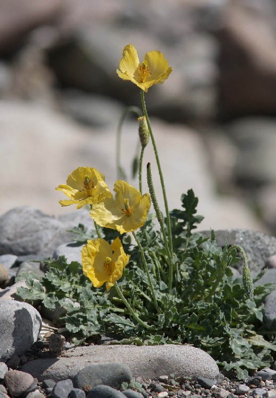 Image of Glaucium squamigerum specimen.