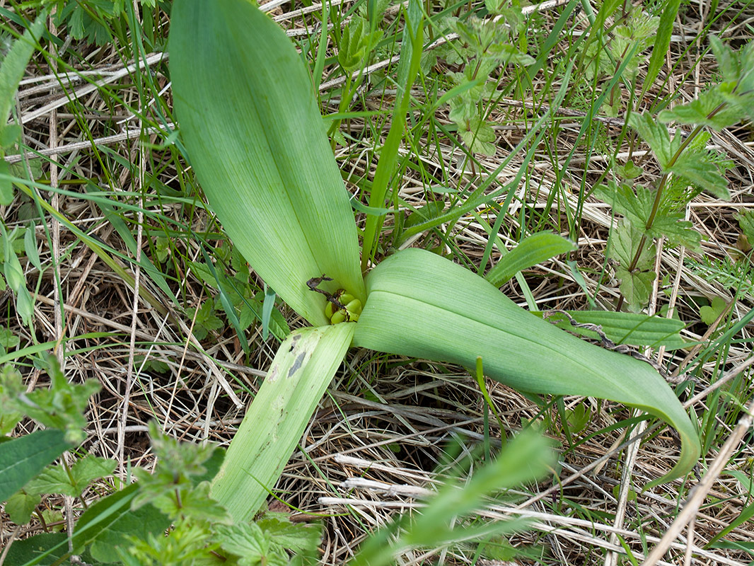 Image of Colchicum autumnale specimen.