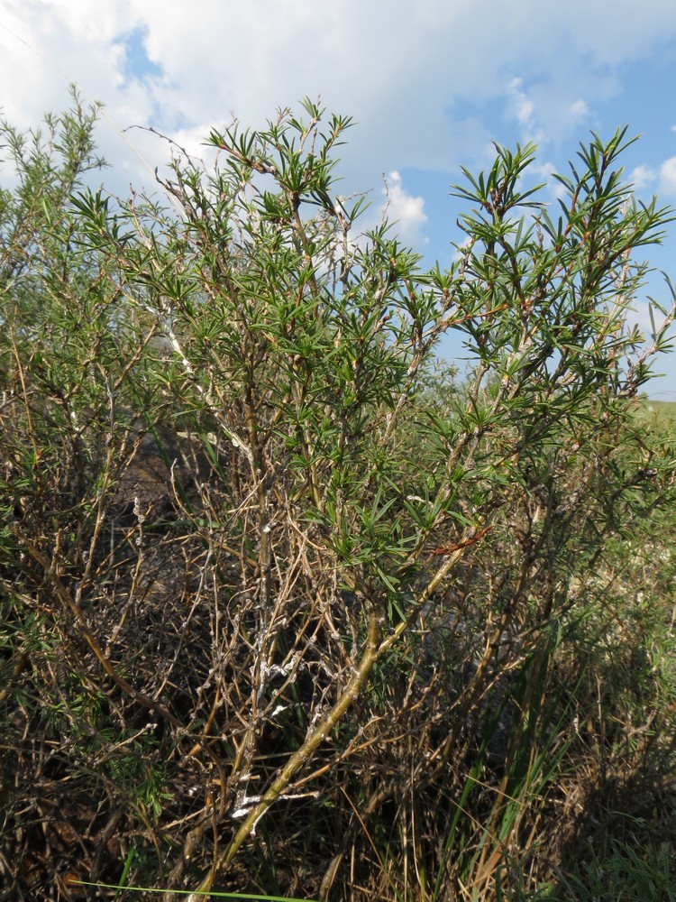 Image of Caragana stenophylla specimen.