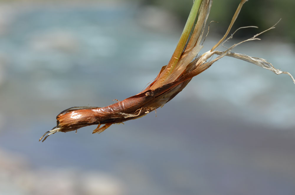 Image of Allium kaschianum specimen.