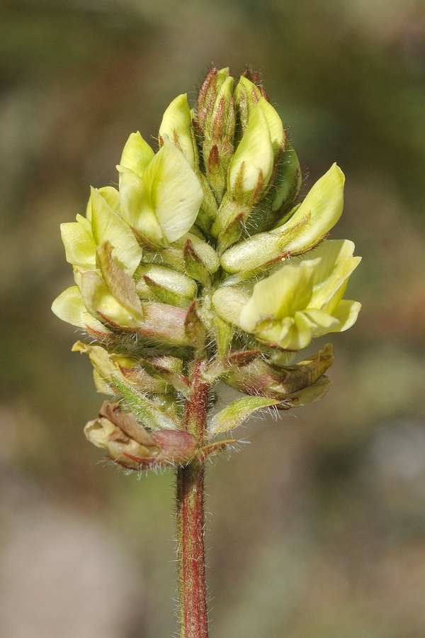 Image of Oxytropis macrocarpa specimen.