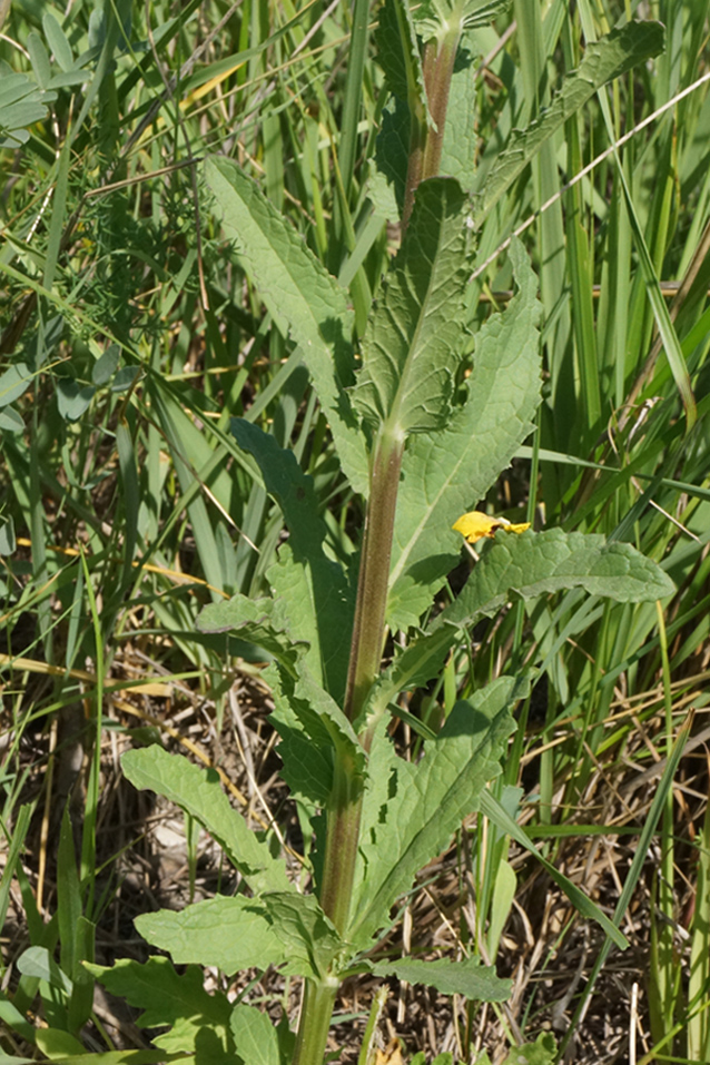 Image of Verbascum blattaria specimen.