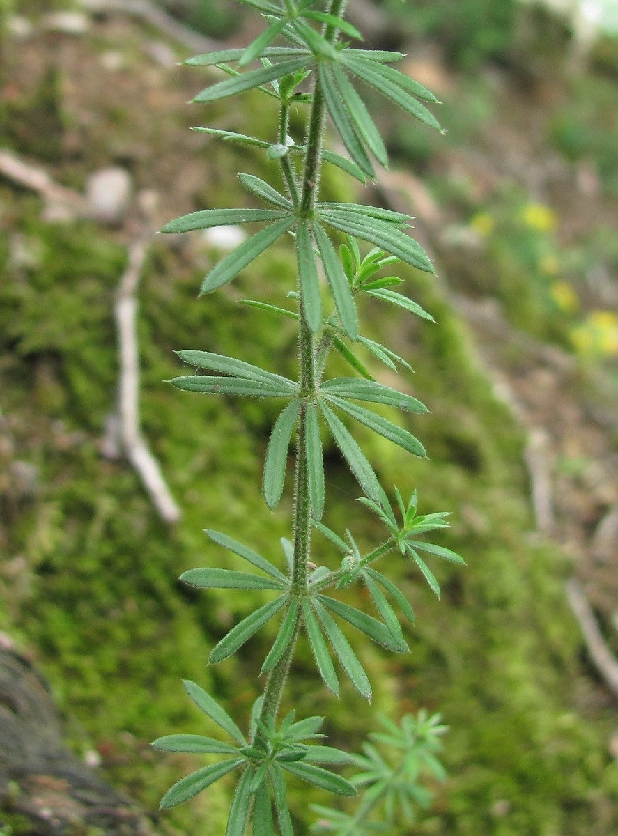 Изображение особи Galium mollugo.