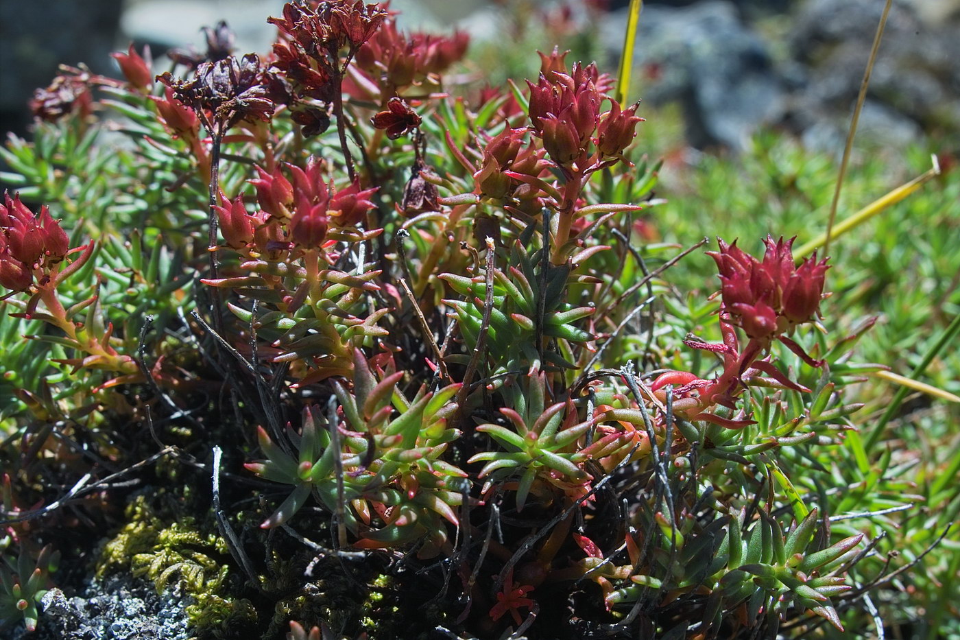 Image of Rhodiola coccinea specimen.