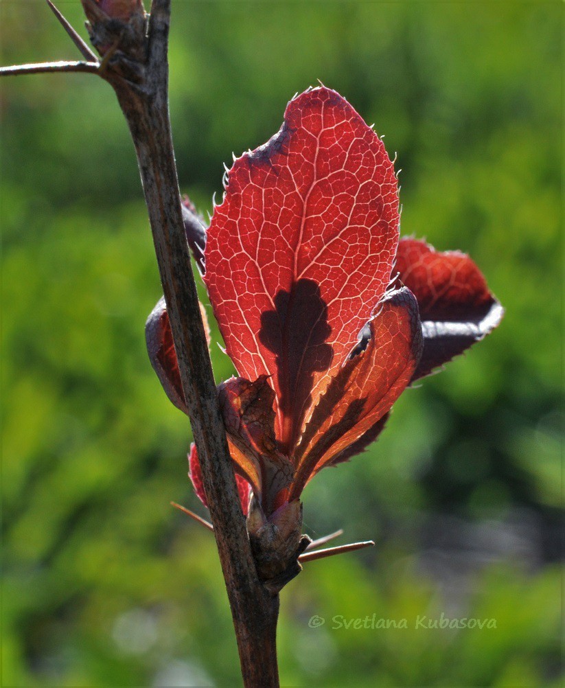 Изображение особи Berberis vulgaris f. atropurpurea.