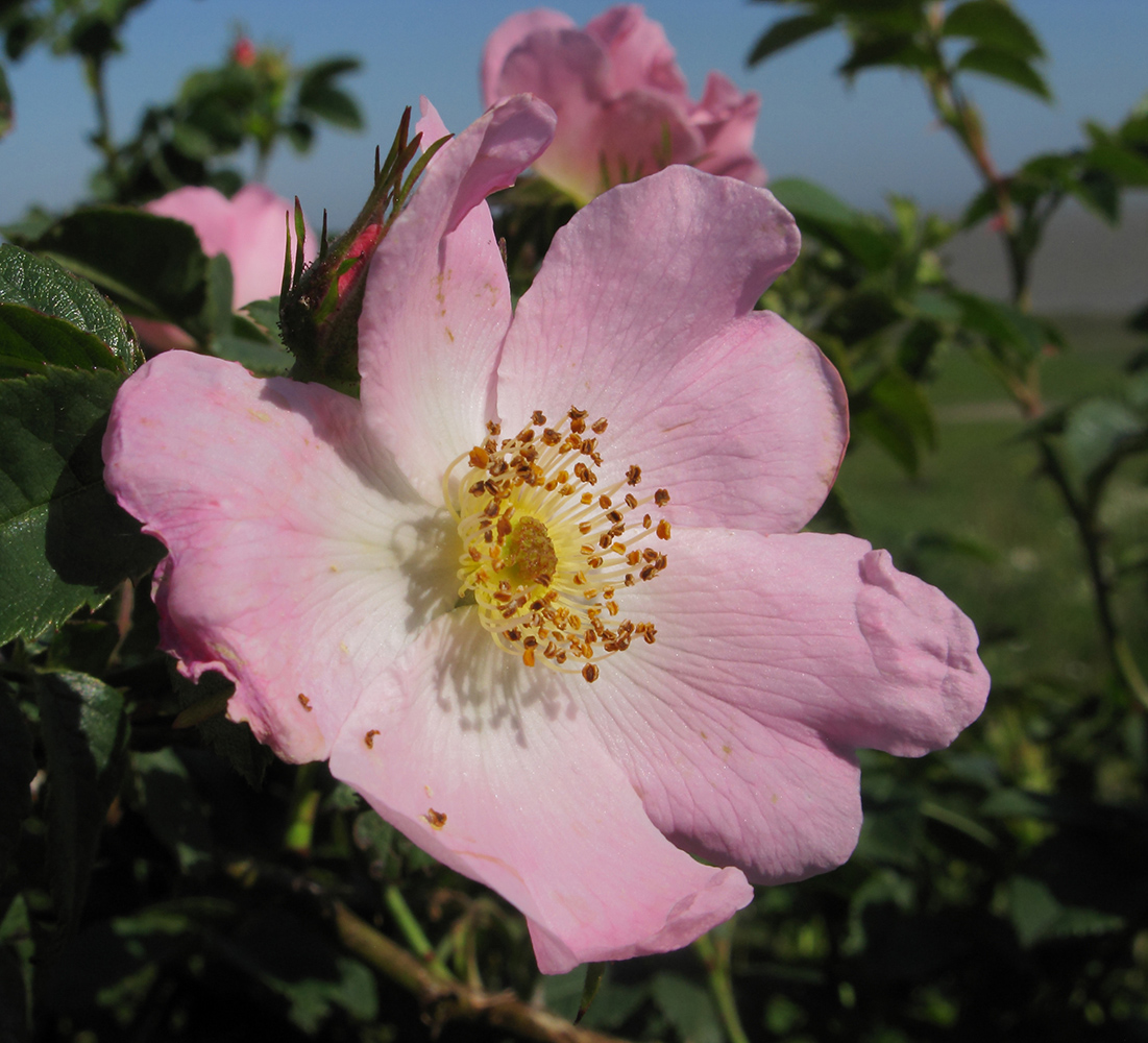 Image of genus Rosa specimen.