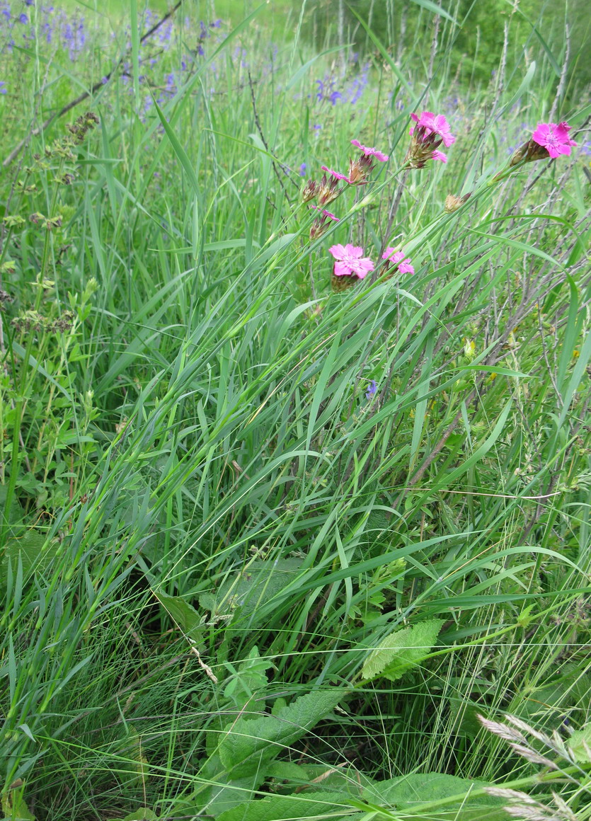 Image of Dianthus borbasii specimen.