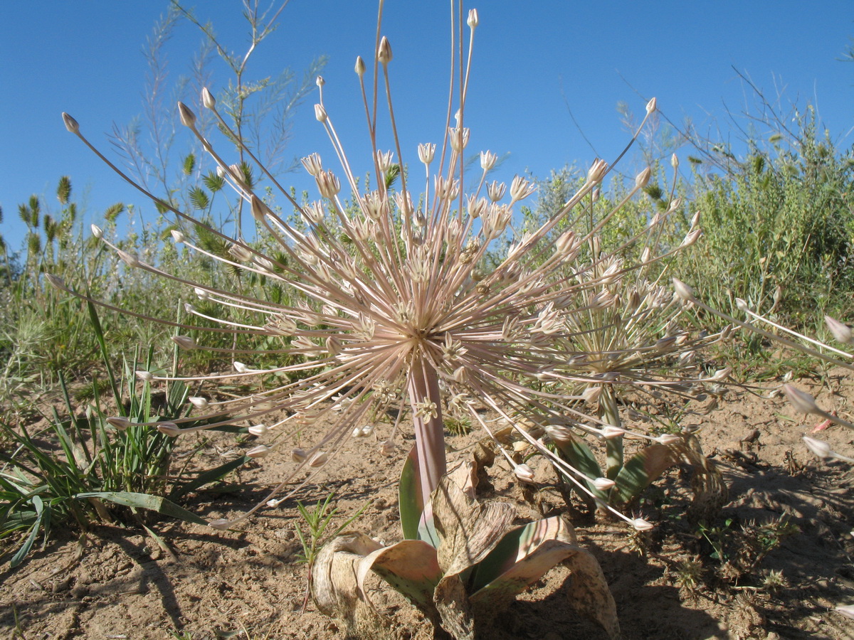 Image of Allium protensum specimen.