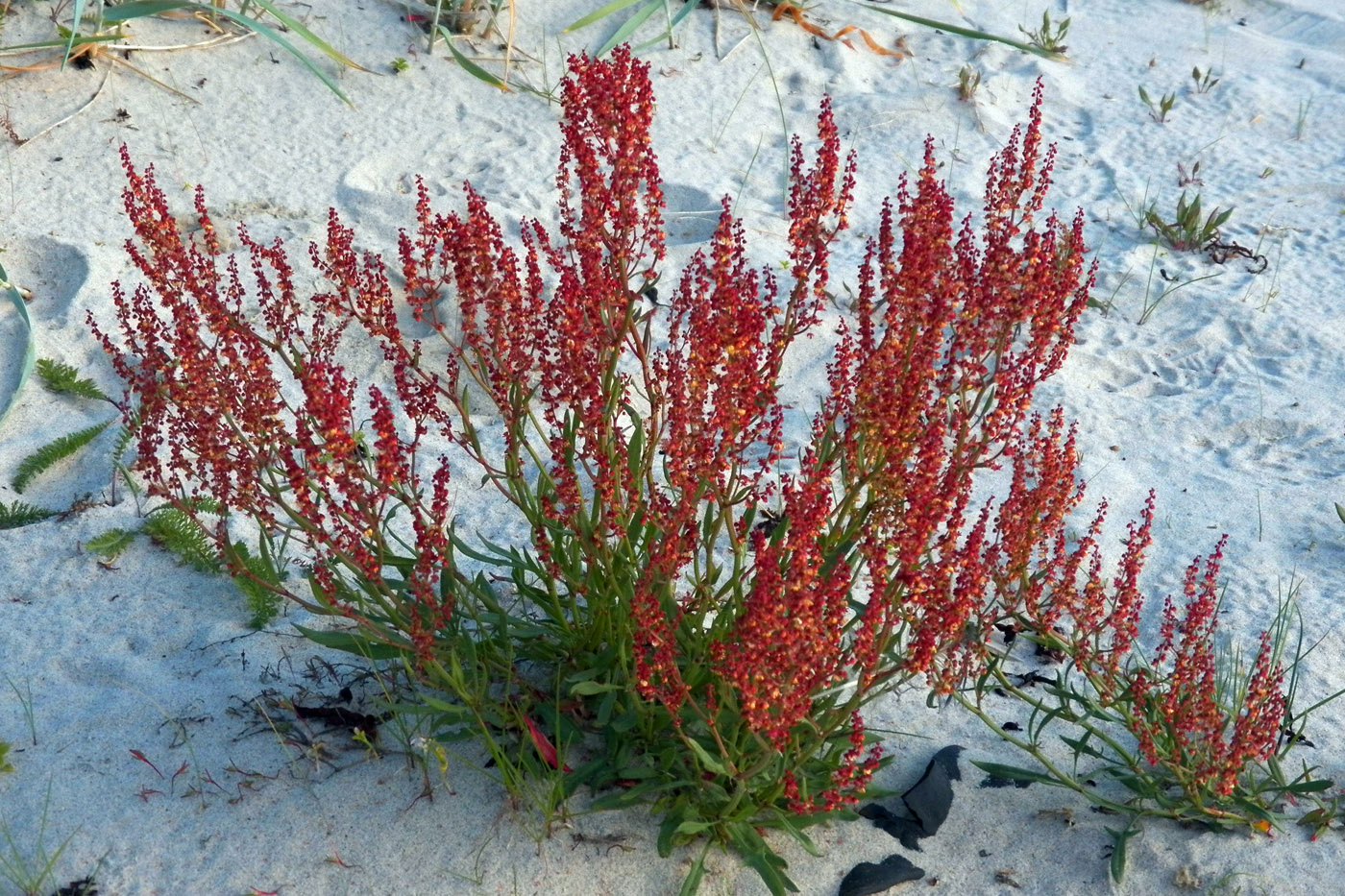 Image of Rumex acetosella specimen.